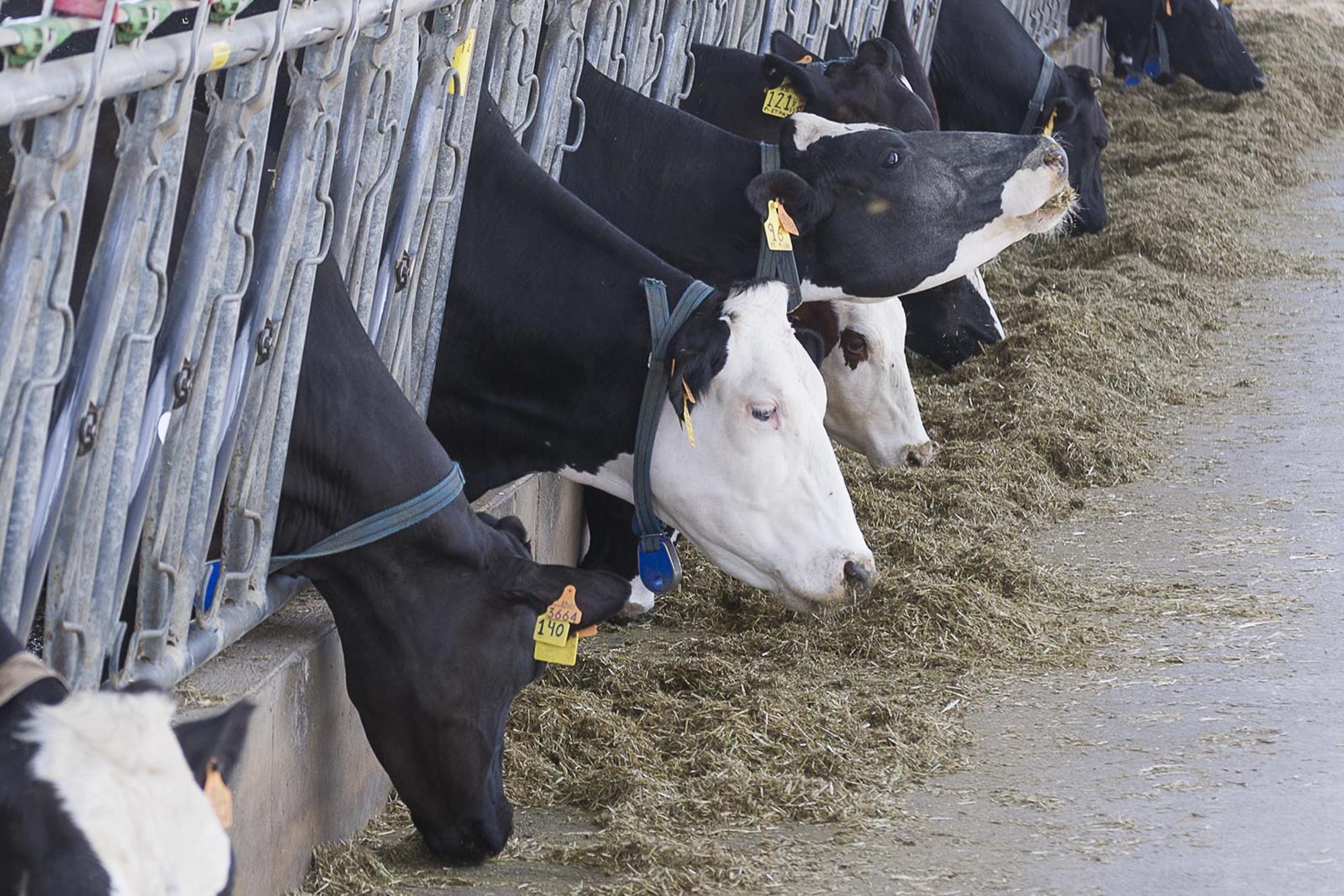 Vacas